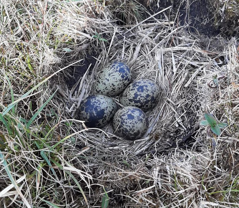 CurlewEIP's tweet photo. Great to see Lapwing are back nesting on our Corrib @CurlewEIP sites. Our @CurlewEIP measures also benefit these endangered Red Listed birds. Also lovely to see their relative -  Golden Plover in full breeding plumage using the site before migrating to their breeding grounds. 😍 https://t.co/xWilWb1Xvh