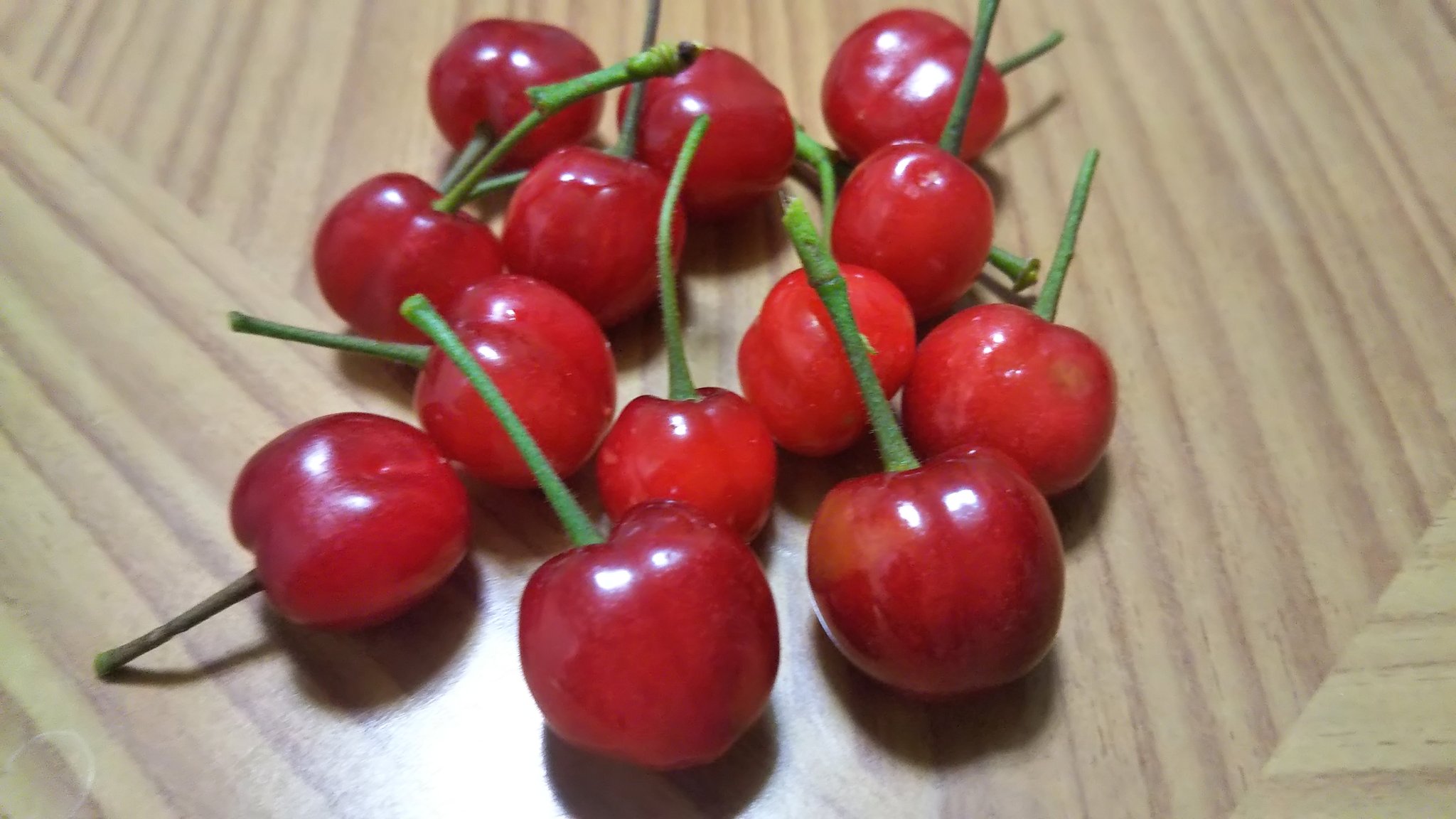 ニイ S I 家の庭にある桜桃 おうとう の木に沢山のサクランボが鈴生りしています めっちゃ美味しい 多過ぎて食べきれない おうとう 桜桃 みざくら 実桜 さくらのみ 桜の実 さくらのぼう 桜の坊 桜ん坊 さくらんぼ サクランボ