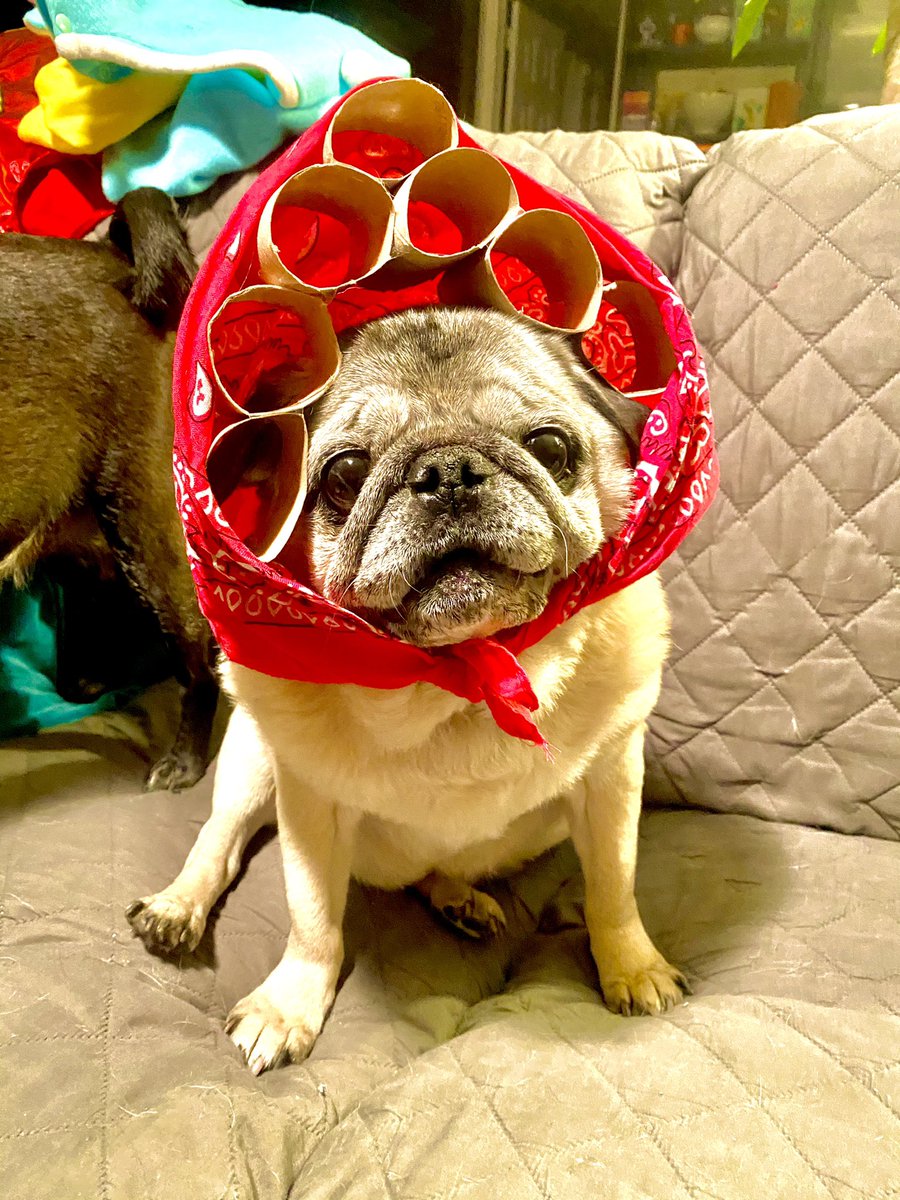 queenluluthepug's tweet photo. Woo today is the #pugprom! I’m so excited!! And I have to look beautiful for my handsome Moose @LoulouHoltz! It’s gonna be so much fun but I have to do my hair first. Happy #friday everybody! #FridayFeeling #fridaymorning #dogs #DogsofTwittter https://t.co/xa67C9iCea