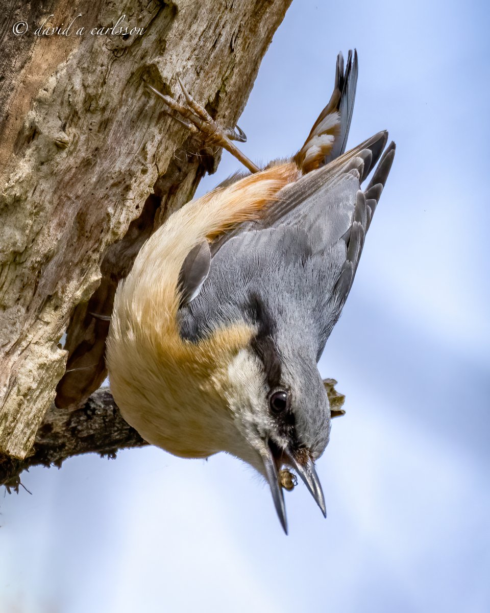 Not much about on this morning's walk at Papercourt Meadows, but found this Nuthatch.
