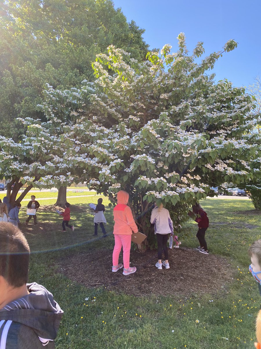 We are finishing our plant inquiry unit with a spring scavenger hunt! 🌱🌷🌤<a href="/VBFairfieldES/">Fairfield Elementary School @vbschools</a>