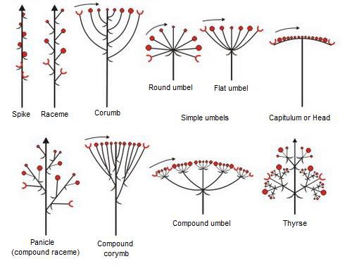 12. The next two families are both identified for their clusters of flowers called inflorescences. Asteraceae: sunflower familyApiaceae: celery/carrot familyThere are a dozen different types of inflorescences but I’ll probably just focus on heads and umbels.