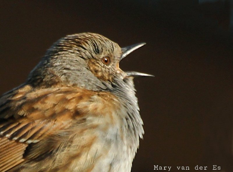 maryvanderes's tweet photo. #BirdsSeenIn2021
The sun is shine
The sky is blue
It's beautiful
And so are you.
I wish everyone a nice weekend.
#Heggenmus #Prunella_modularis
#Dunnock in my garden in #The_Netherlands .
@Britnatureguide @Sovon
@vogelnieuws @volgdenatuur @nvwaeu @Oudalblasserw https://t.co/FifkGwIp2E