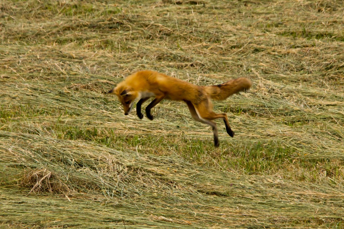 GreatSmokyNPS's tweet photo. That feeling when it’s Friday and springtime in the Smokies!

Remember to #recreateresponsibly and keep a safe distance of 50 yards from wildlife. You can use the mammal checklist on our website, https://t.co/6ZmVyTCCAW to see if you can spot them all!

Photo: Warren Bielenberg https://t.co/bnOOvNpEdT
