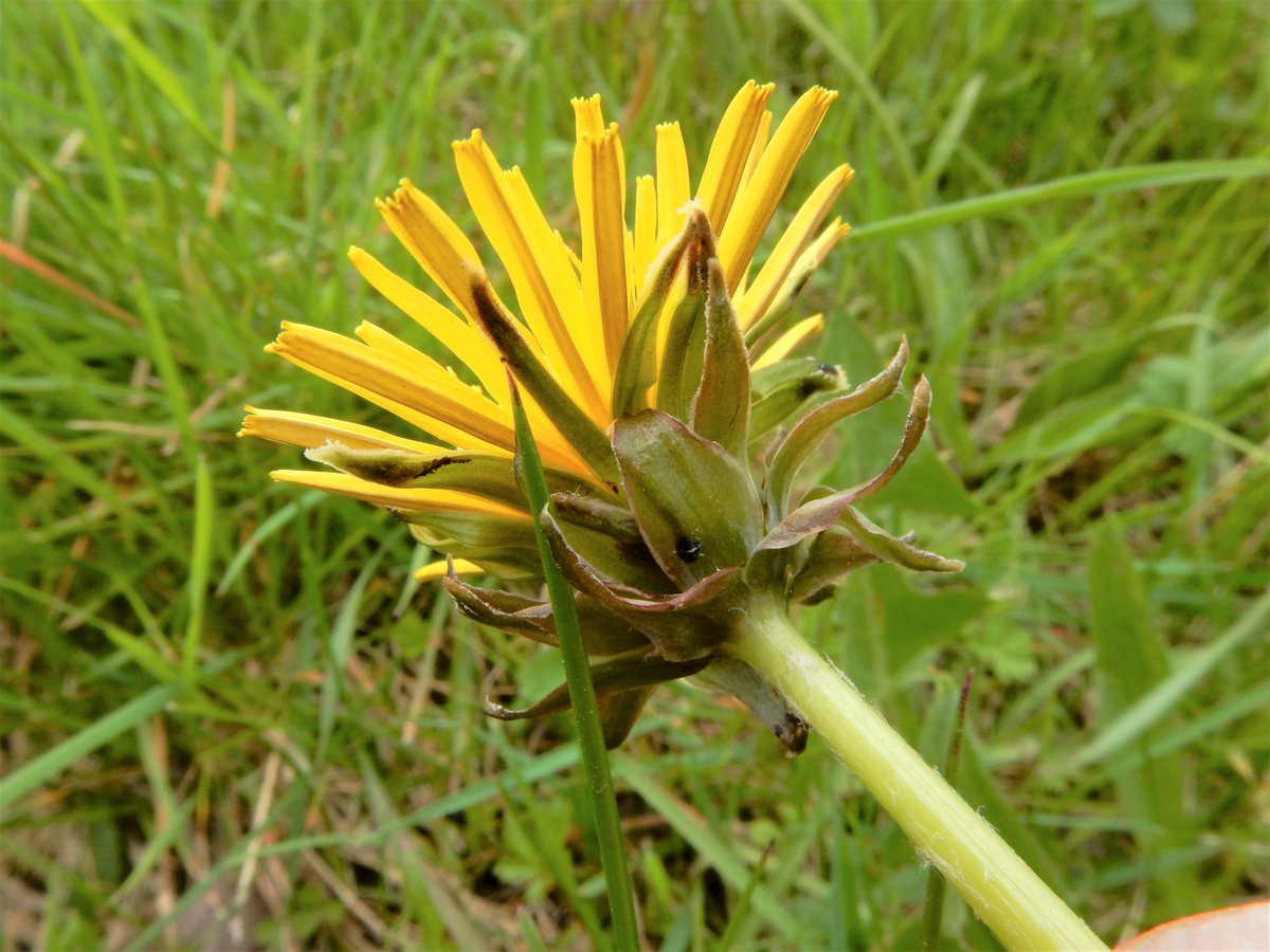 BSBIbotany's tweet photo. Our April eNewsletter has just been mailed out to >1500 supporters!
It has details of our online #Dandelion workshop on 25th April, our latest videos & ID resources, a great paper on #Bluebells & news from #BSBIPresident.
Sign up here for the next issue: https://t.co/GbpDKXWX9V https://t.co/Fx3TOg0tbC