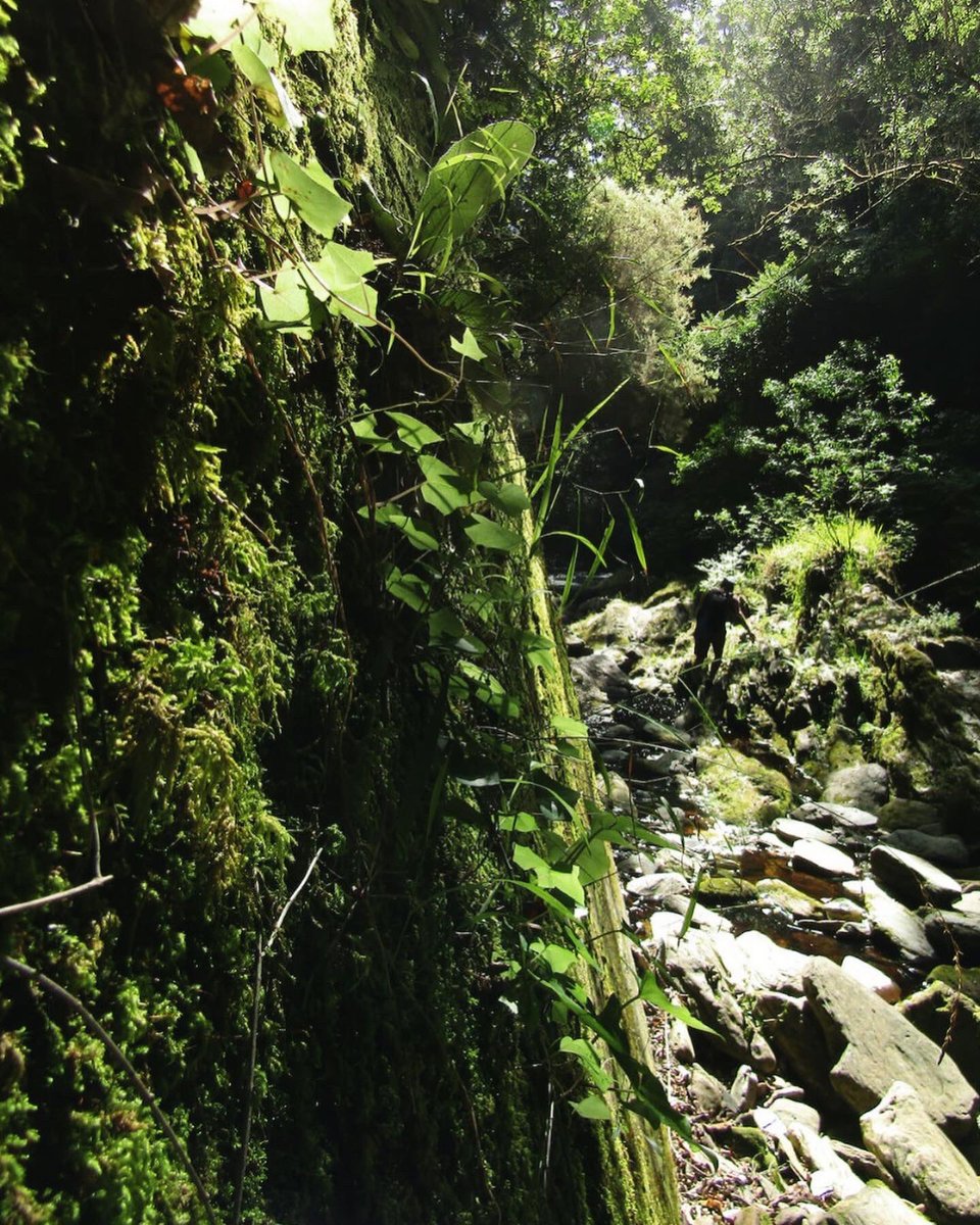 _wingsandwaves_'s tweet image. “They sit within a woodland place, 
Trellised with rustling light and shade;
So like a spirit is her face,
That he is half afraid to speak — lest she should fade.”
— Richard Le Gaillienne, &quot;Lovers”
🌿💚🌳
#tsitsikamma #offthebeatenpath #localsecrets #TravelChatSA #southafrica