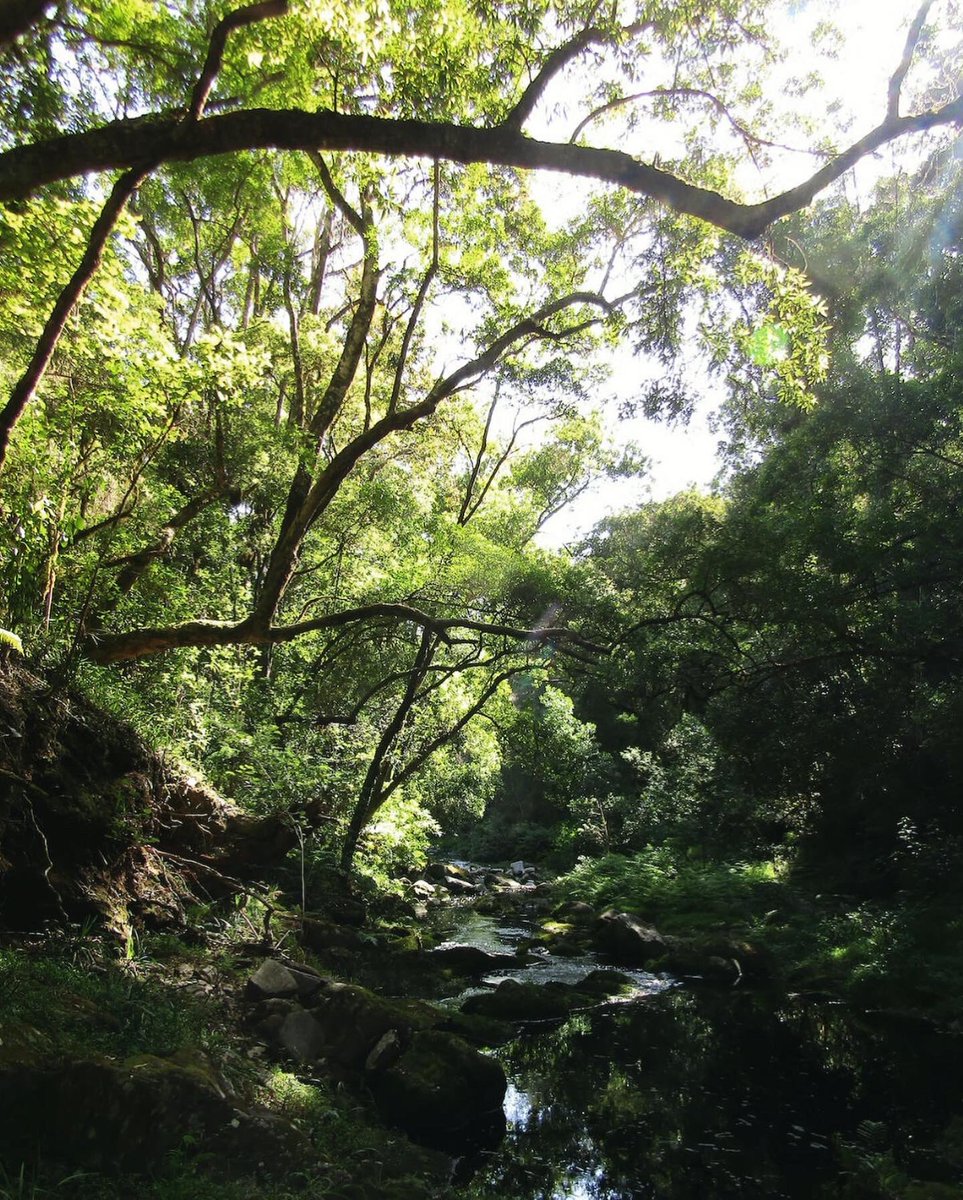 _wingsandwaves_'s tweet image. “They sit within a woodland place, 
Trellised with rustling light and shade;
So like a spirit is her face,
That he is half afraid to speak — lest she should fade.”
— Richard Le Gaillienne, &quot;Lovers”
🌿💚🌳
#tsitsikamma #offthebeatenpath #localsecrets #TravelChatSA #southafrica