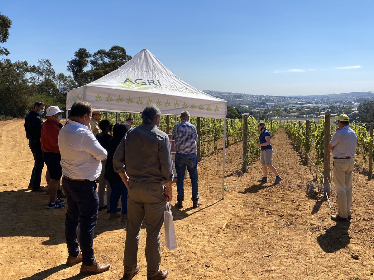 markoroux's tweet photo. Exciting launch of the newly established research &amp; training vineyards at #stellenbosch Welgevallen farm. Truly a world class facility. Made possible by @Vinpro_za and @StellenboschUni and industry donations! https://t.co/UCz5LK0p13