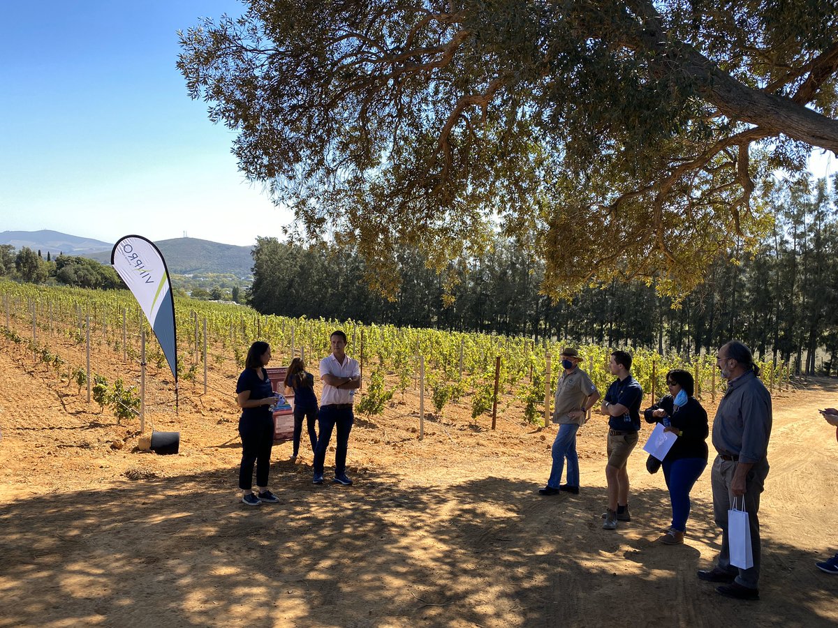 markoroux's tweet photo. Exciting launch of the newly established research &amp; training vineyards at #stellenbosch Welgevallen farm. Truly a world class facility. Made possible by @Vinpro_za and @StellenboschUni and industry donations! https://t.co/UCz5LK0p13