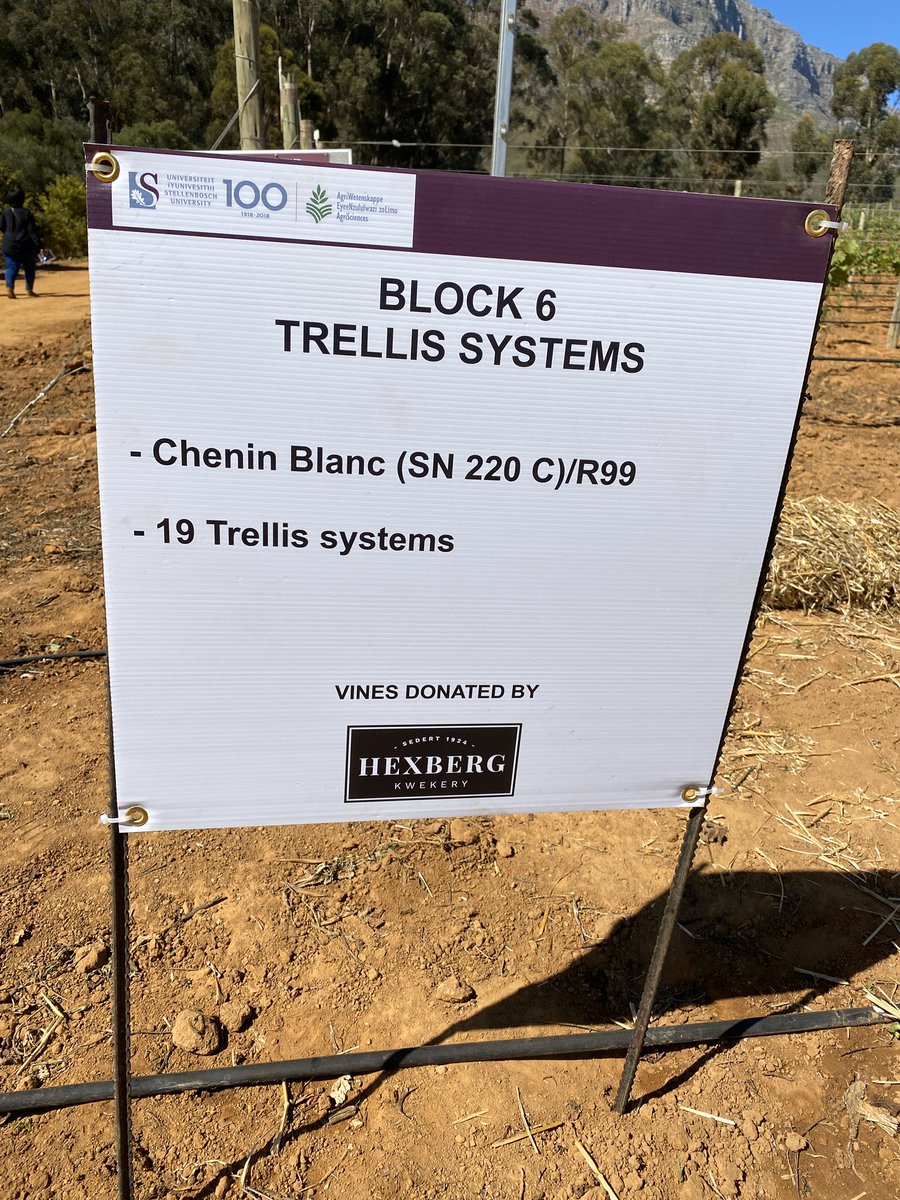 markoroux's tweet photo. Exciting launch of the newly established research &amp; training vineyards at #stellenbosch Welgevallen farm. Truly a world class facility. Made possible by @Vinpro_za and @StellenboschUni and industry donations! https://t.co/UCz5LK0p13