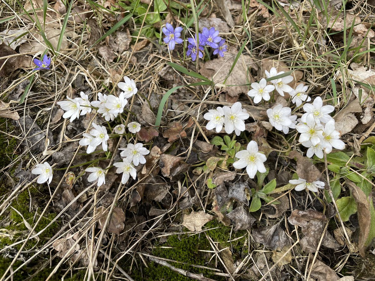 Matz Hjert tweet media