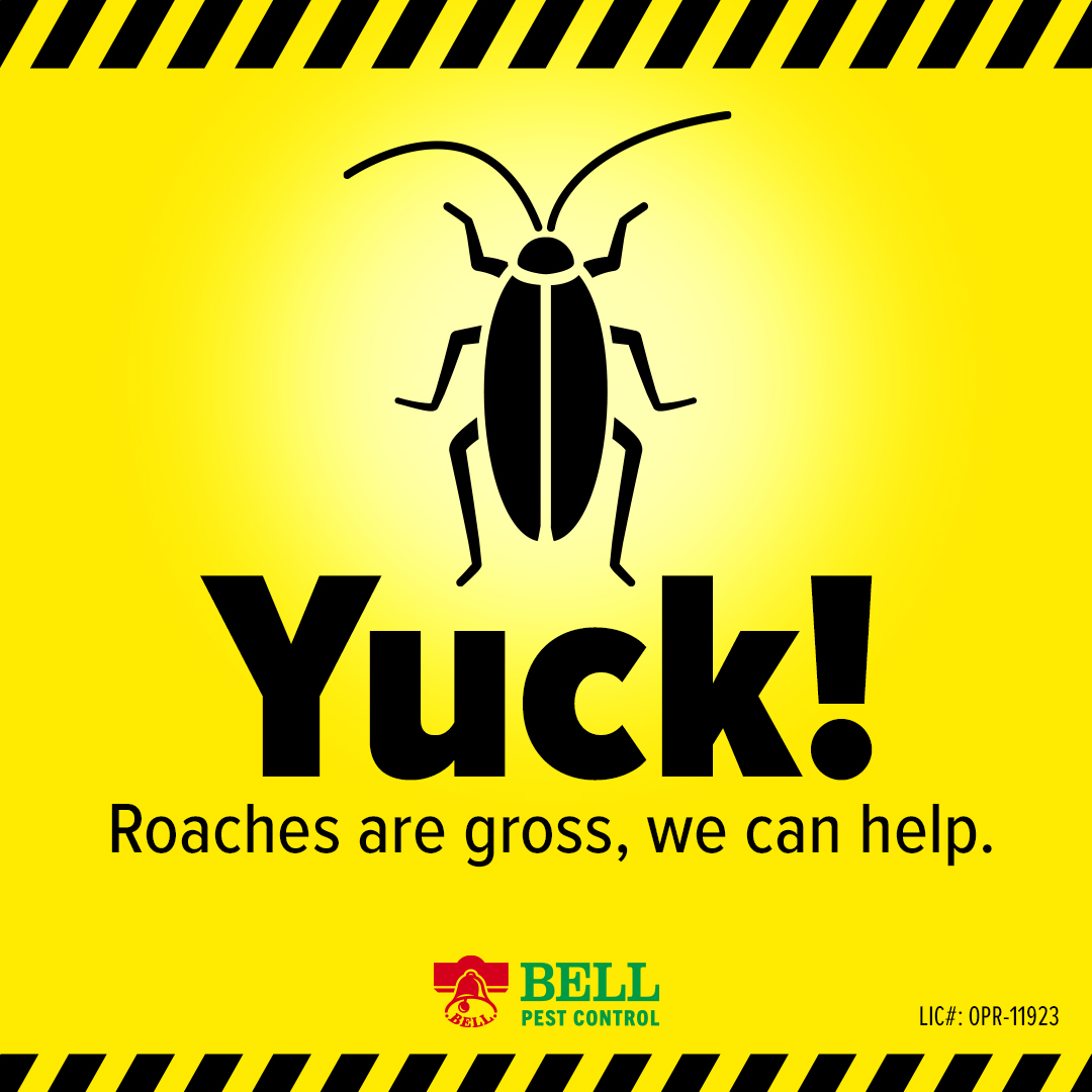 BellPestControl's tweet image. If you find yourself with #cockroaches in the Sacramento area we can help you out. #bellpestcontrol #pestservices #howtogetridofcockroaches 18003224170