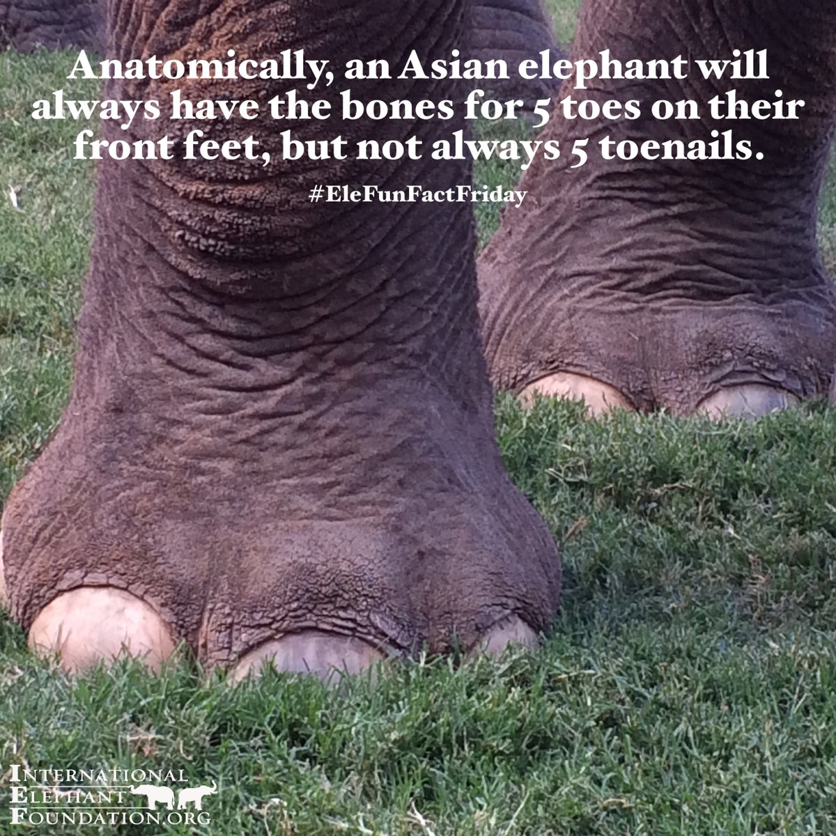 ElephantsIEF's tweet photo. Happy #EleFunFactFriday!
Anatomically, an Asian elephant will always have the bones for 5 toes on their front feet, but not always 5 toenails.

#elephants #elefante #FunFactFriday #EleFunFact #FridayFeeling #EleFactFriday https://t.co/shp1NTzZ8I