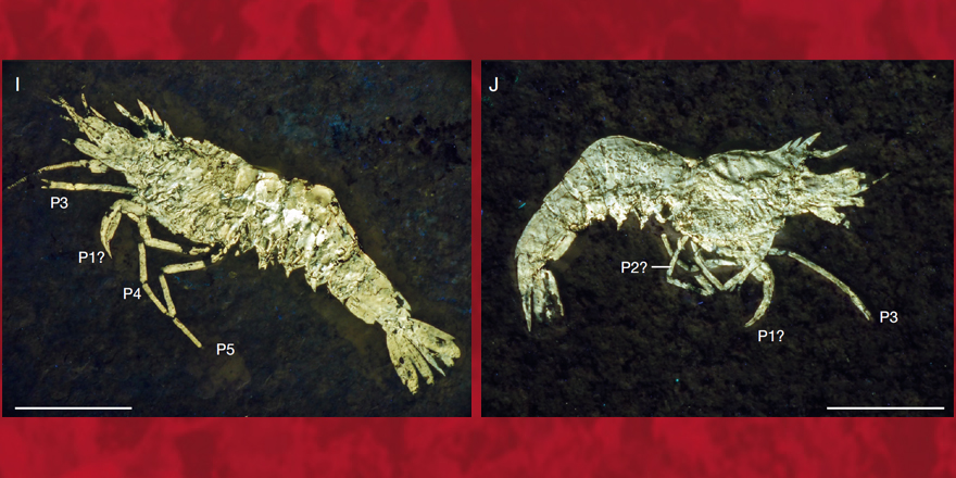 Publi_MNHN's tweet photo. [#Geodiversitas]  Pseudodrobna natator n. comb., a new link between crustacean faunas from the #Jurassic of #Germany and Cretaceous of #Lebanon 

🔗 https://t.co/pia3ZctThr
▪️ @AudoDenis Norbert WINKLER &amp; Sylvain CHARBONNIER
▪️ #FossilFriday #Cretaceous #Decapoda #lagerstatten https://t.co/GoovhvUXXT