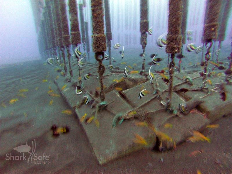 SharkSafe Barrier Pty Ltd tweet media