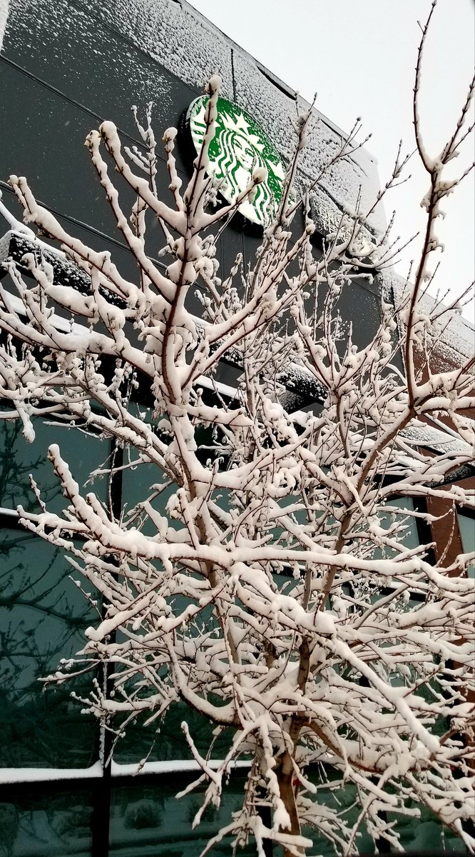 MetalRains's tweet image. A hot white chocolate mocha on a snowy mid-April morning. Life is beautiful, y'all.

#Starbucks #NotSpringYet
#Colorado