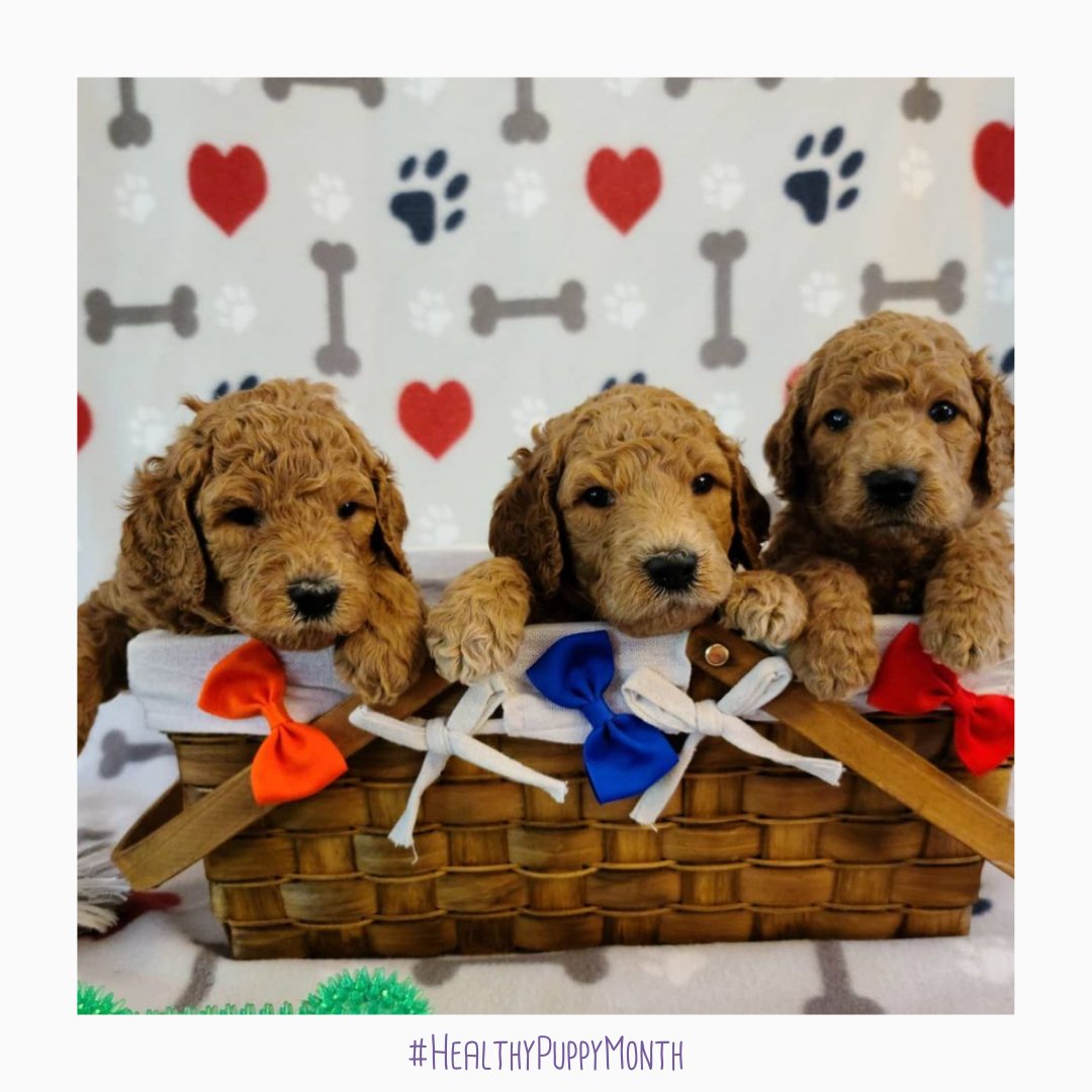 RevivalAH's tweet photo. Have you signed the Healthy Puppy Pledge yet? Head to https://t.co/KczxpQkcDy to sign today! For every signature Revival and @GoodDog will each donate $1 to @MorrisAnimalFoundation for parvovirus research! 

📸: @deavilles8 https://t.co/B1IaPgOlTn