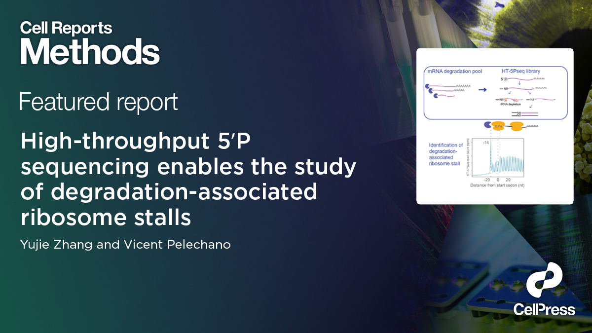Cell Press (@cellpressnews) on Twitter photo Zhang and Pelechano <a href="/scilifelab/">SciLifeLab</a> develop an improved high-throughput 5'P degradome RNA-sequencing #method, facilitating identification of in vivo #ribosome stalls associated with #mRNAdecay during translation. Read their full report in <a href="/CellRepMethods/">Cell Reports Methods</a>: hubs.ly/H0KBzKf0 Zhang and Pelechano <a href="/scilifelab/">SciLifeLab</a> develop an improved high-throughput 5'P degradome RNA-sequencing #method, facilitating identification of in vivo #ribosome stalls associated with #mRNAdecay during translation. Read their full report in <a href="/CellRepMethods/">Cell Reports Methods</a>: hubs.ly/H0KBzKf0