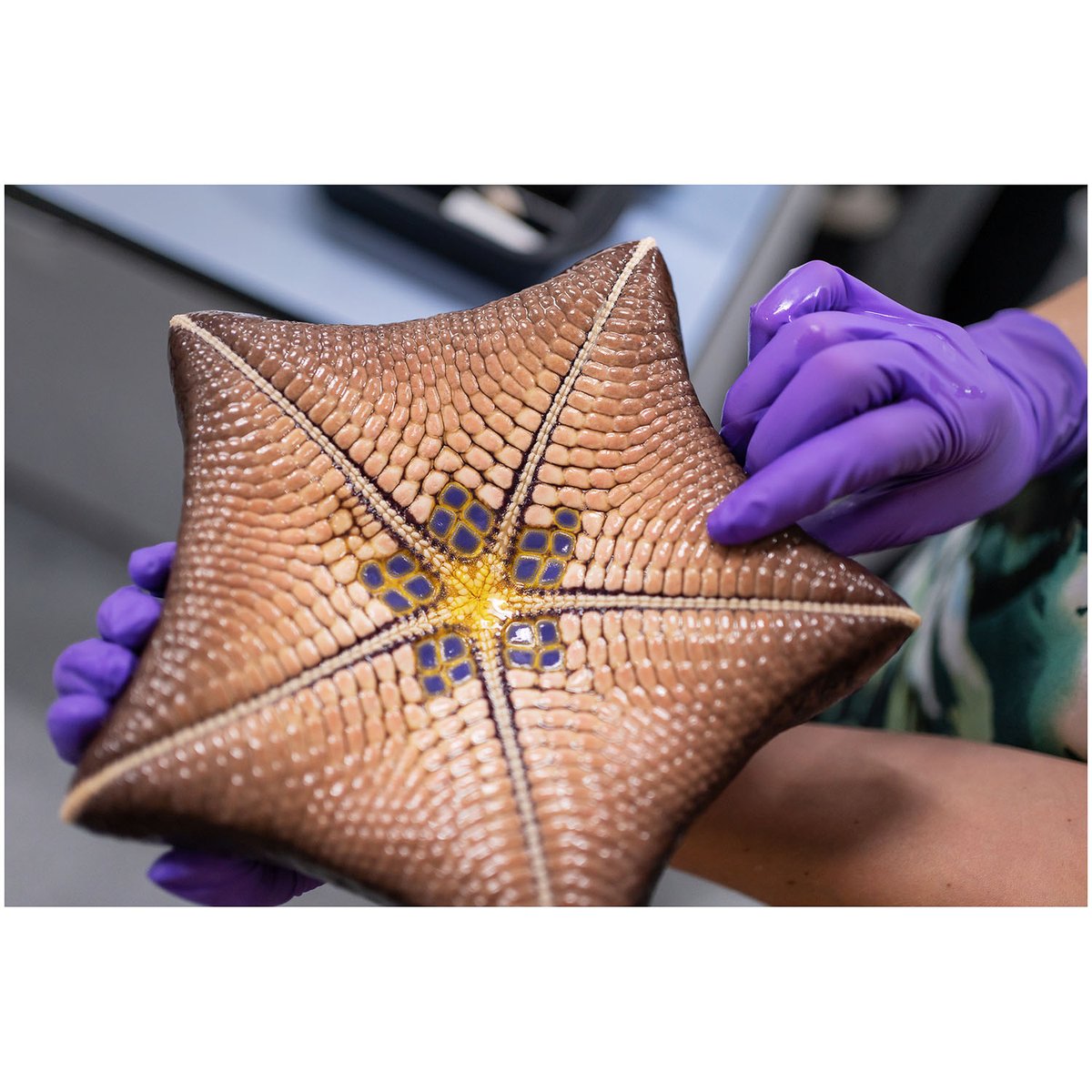 The last few days diving at #AshmoreReef have revealed amazing ecosystems, unexpected species, and given #TwilightCoral researchers a chance to gather very informative samples. Here, a blue cushion sea star is documented inside the wet lab aboard R/V Falkor.
1/2