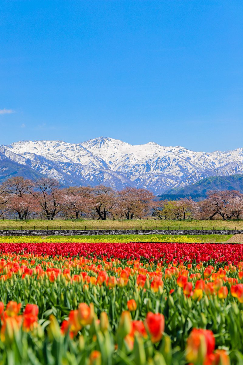 sa6316's tweet photo. 初富山で、初めて #立山連峰 見れたし、撮れた😍😍😍
目で見たままの景色が撮れてサイコー👍✨

#ファイ��ダー越しの私の世界 
#富山県 #春の四重奏 #あさひ舟川
#サクラ終わりかけ #晴天
#めっちゃ綺麗 https://t.co/mpwWHvBEz9