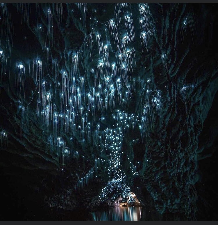 TLWCexperience's tweet photo. Uncovering a magical world at Waitomo Glow Worm Caves 🐛✨
.
.
#glowworms #caves #magical #nzmustdo #travelbug #igdaily #igtravel #travel_drops #travelingram #traveldiaries #newzealand #beautifuldestinations #travel #wanderlust #bucketlist #travelgoals  #FridayVibes https://t.co/dJoLj0gkx8