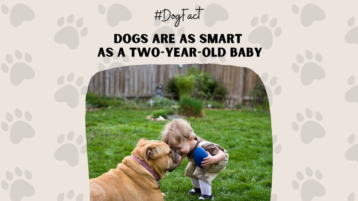 MYPHStore's tweet photo. #DogFacts Canine researchers have established that a toddler and a pup demonstrate the same level of cognitive capabilities. A dog can learn and recognize as many have 150 words and even trick people to get attention and treats. Beware! 

#factsaboutdogs #petfacts #amazingfacts https://t.co/jVYqU4tUi2