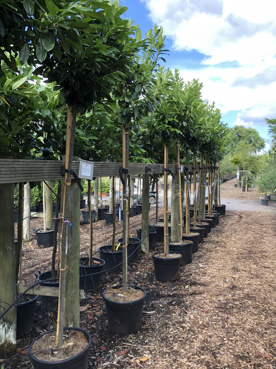 King_and_Co's tweet image. We still have lots of screening trees left to give you privacy..#privacytrees #trees #gardens #environment #essex