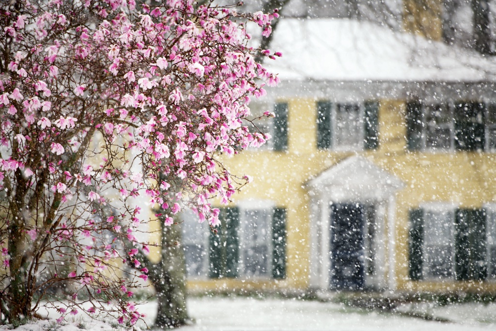 Hello spring! #NewEngland #spring #snow