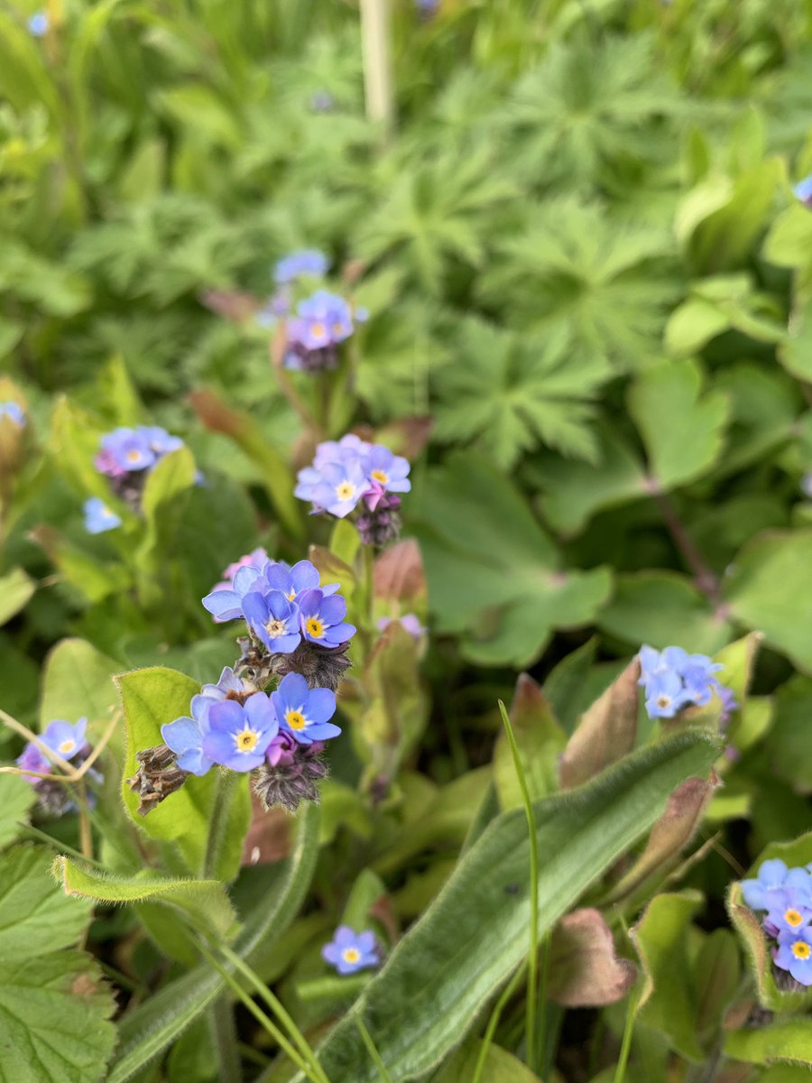 Little Onion tweet media