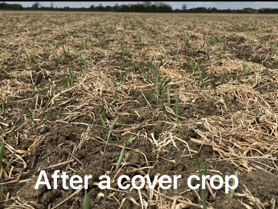 wheat_daddy's tweet image. Update on our 6 year cover crop trial, it’s not looking good for cover crops! Video is on youtu.be/4DMlOYsjOMA as too long for twitter.
#LockdownLearning