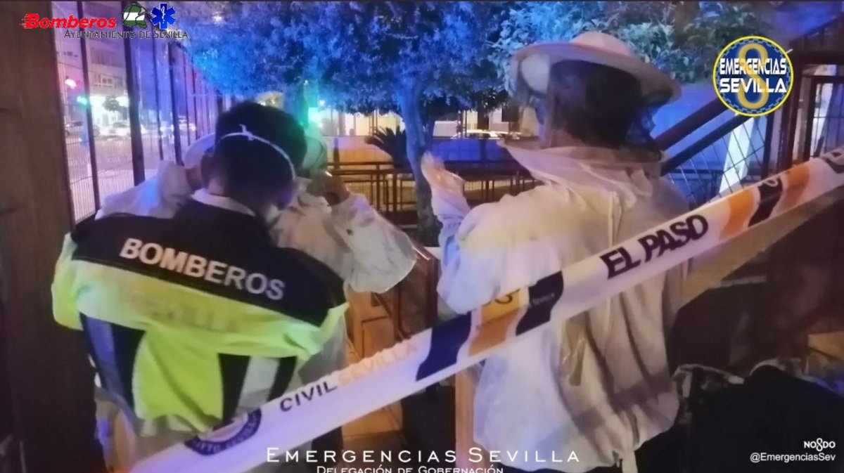 BomberosSev's tweet photo. #Bomberos y #ProtecciónCivil retiran un enjambre itinerante de abejas en la entrada de la Parroquia de la Resurrección, en Ctra. de Carmona #Sevilla 
La colonia se traslada a un entorno natural sin riesgos.
#Gobernación @Ayto_Sevilla https://t.co/tqdwXsngJh