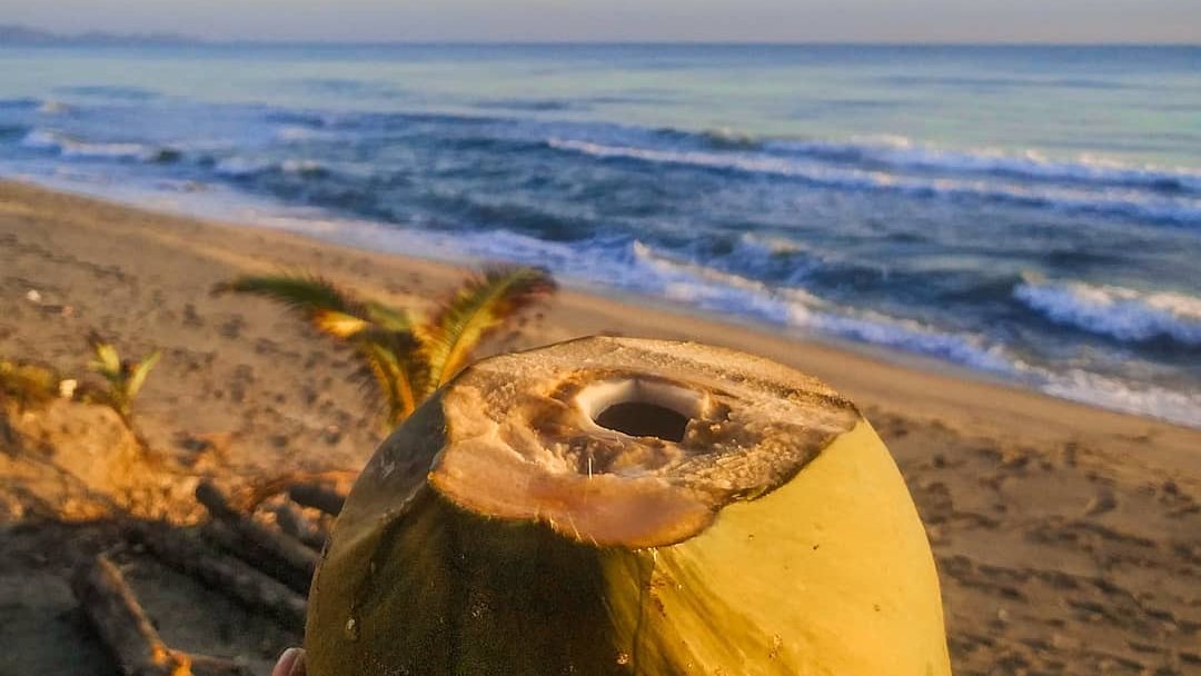 secretcentralam's tweet photo. A fresh coconut + ocean views = the best way to Friday! 🥥 @visithonduras 

📍Honduras
📸@luisraudales99

#explorehonduras #visitcentralamerica #visitcentroamerica #travellater #visitlater #travelplanning #travelgoals #vacation2021 #travel2021 #tlpicks https://t.co/i36LaILtTA