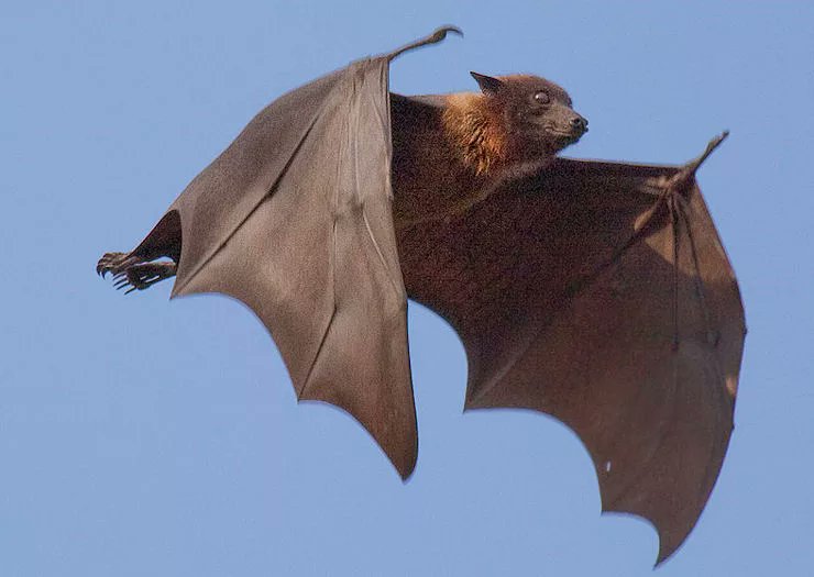 Гуамская летучая лисица. Островная летучая лисица. Новогвинейский крылан. Белые нильские крыланы. Летучая летящая.