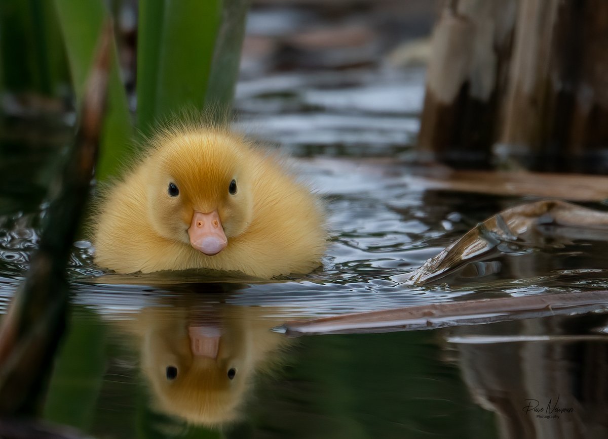DaveSpherical's tweet photo. Took me a week to finally get this #stunning #yellow #duckling on my local river #baby #newborn #bird #birdphotography #sleaford #lincolnshire #cute #adorable #TwitterNatureCommunity #TwitterFriends #achieved #river #local #lincsconnect #Reflections #NaturePhotography #nature https://t.co/Rqhva95gvm