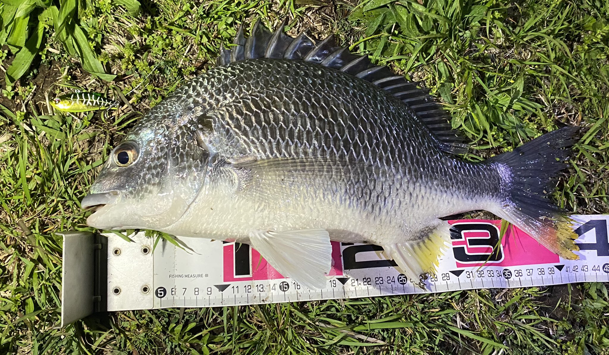 バスデイ Twitter Search Twitter