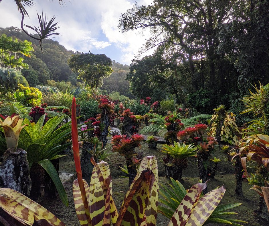Explosion de couleurs au jardin ! ✨
Les broméliacées confèrent une atmosphère un peu mystérieuse au jardin en cette fin de journée 😍

La crise sanitaire et économique nous contraint de fermer de nouveau le parc temporairement. Prenez soin de Vous. 

#balata #nature #jardin