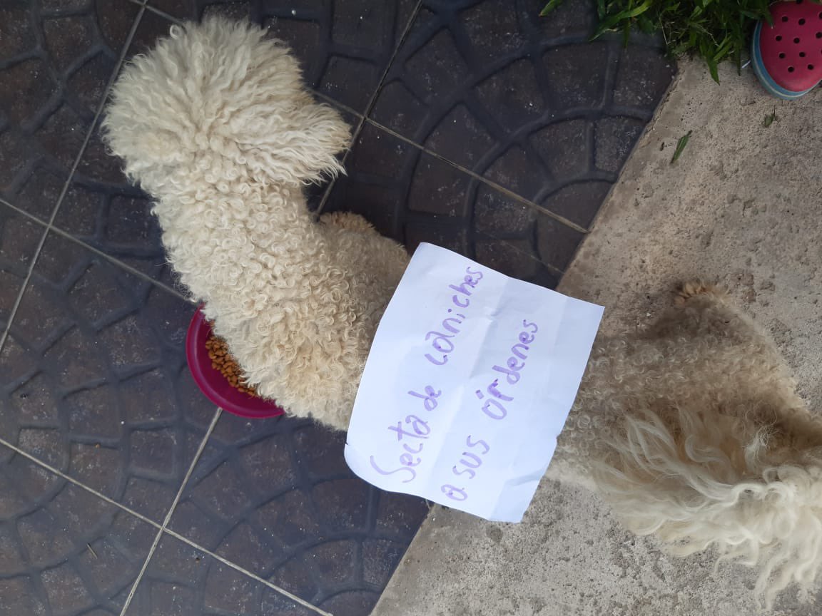 sectadecaniches's tweet photo. buscamos nuevos integrantes, así que si son piolas vemos si agregarlos dea #IntegracionTR https://t.co/Nlu8AFTa8J
