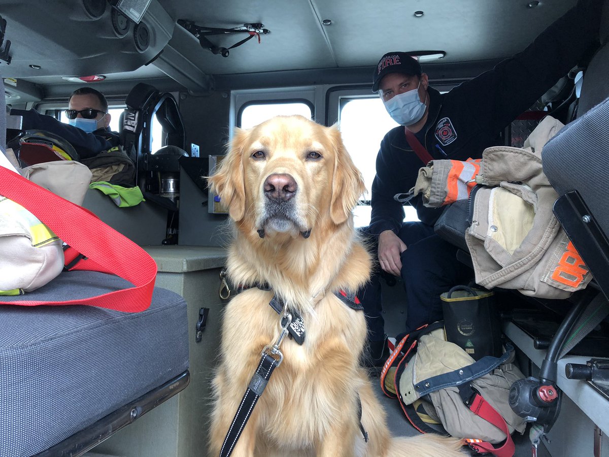 I know I can look serious when I am called into action, but as a #FacilityDog, I have an important job. I help firefighters process trauma, break down communication barriers &amp; help reduce stigma surrounding #MentalHealth 🐾❤️#StaySafe