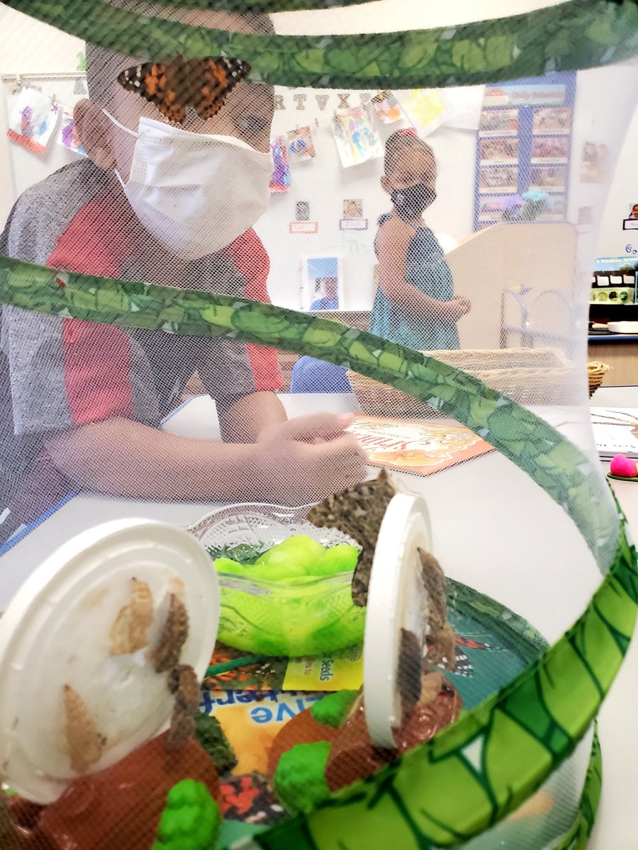 PHpreschool's tweet photo. It's gonna be a great Fun Day Friday! We came and discovered that our butterflies have emerged from their cocoons at Paseo Hills Community Ed Preschool! #butterflies#science#spring @CommunityDv @BarbaraErvin19 @PrincipalJHood https://t.co/XYVS0ZV7N5
