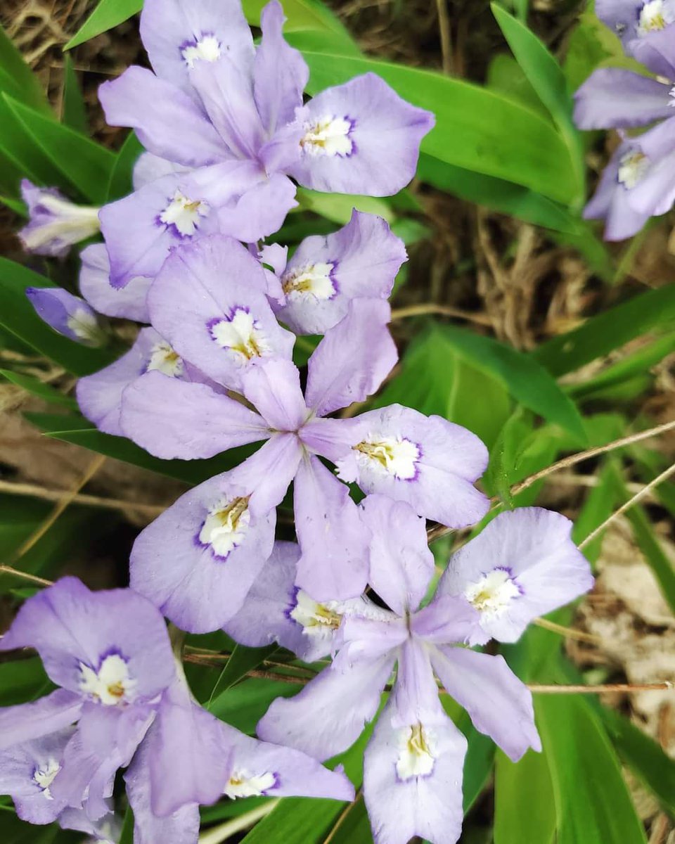 runthecohuttas's tweet photo. I just loooove all the blooming things this time of year!
#bearhoti #BearhotiTrailFest #runthepinhoti #trailrunning #ultrarunning #pinhotitrail #wildflowers https://t.co/GvsStbQDTI