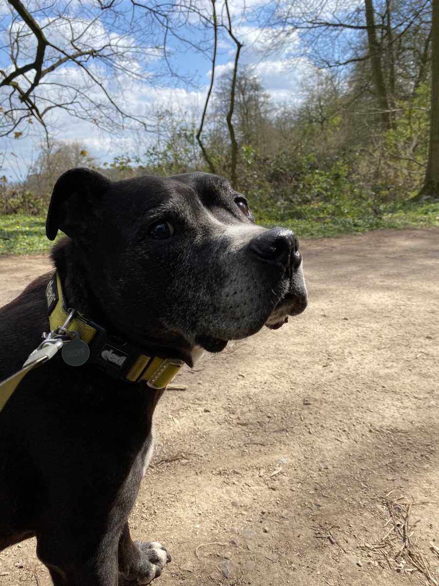 GeoffLil's tweet image. Me and Geoff had a lovely day in woods. I was happy and got cuddles from strangers. Geoff kissed a girl ☺️