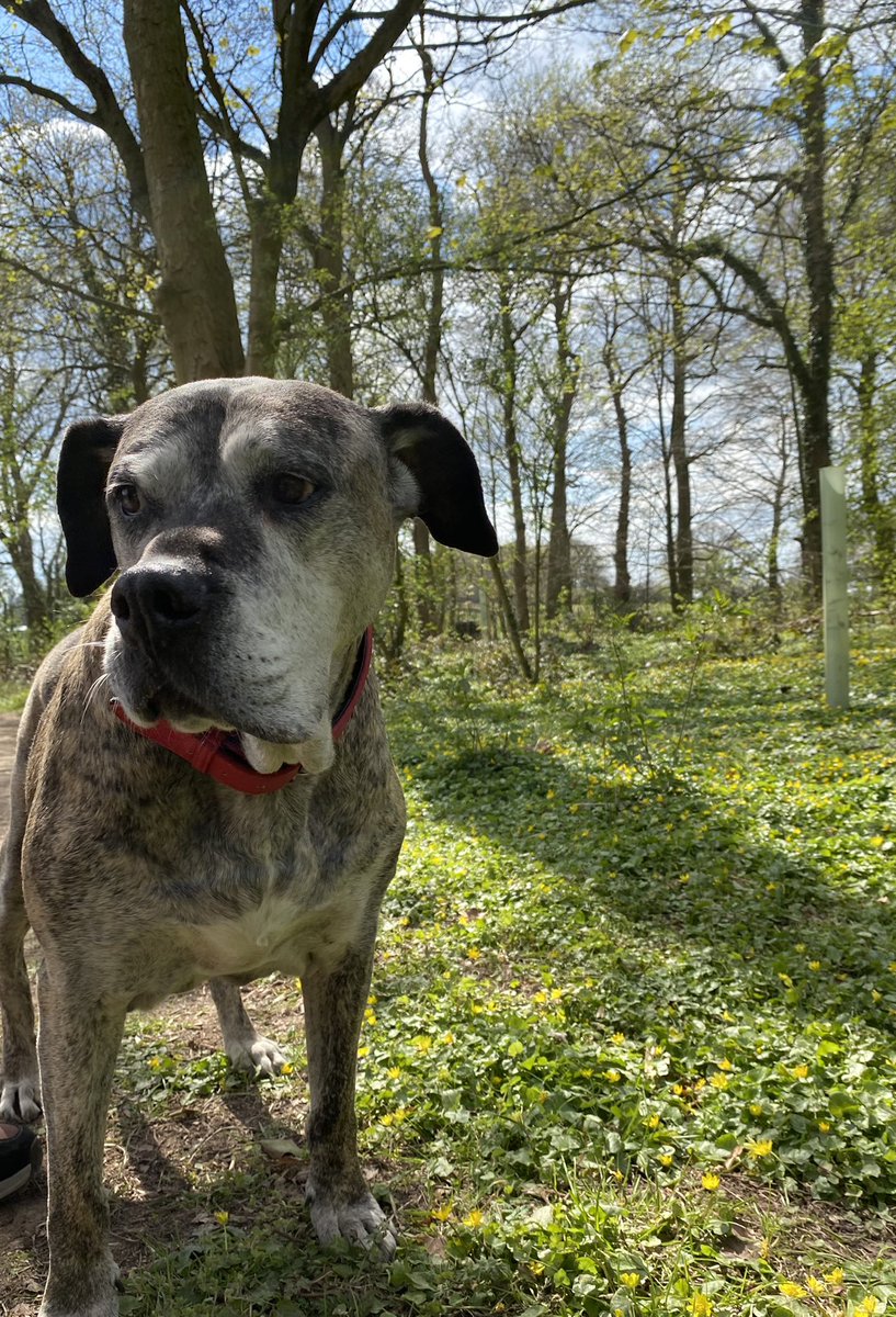 GeoffLil's tweet image. Me and Geoff had a lovely day in woods. I was happy and got cuddles from strangers. Geoff kissed a girl ☺️