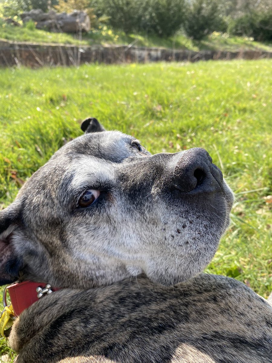 GeoffLil's tweet image. Me and Geoff had a lovely day in woods. I was happy and got cuddles from strangers. Geoff kissed a girl ☺️