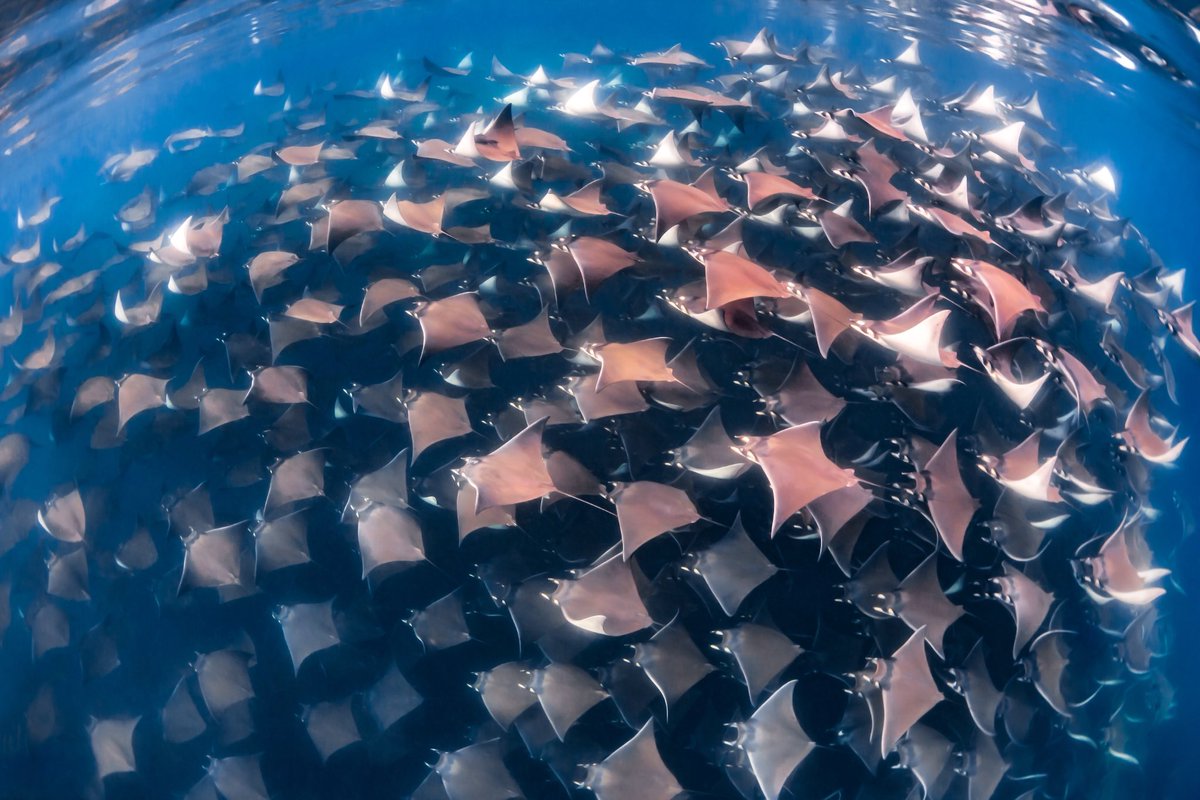 The Ocean Agency tweet media