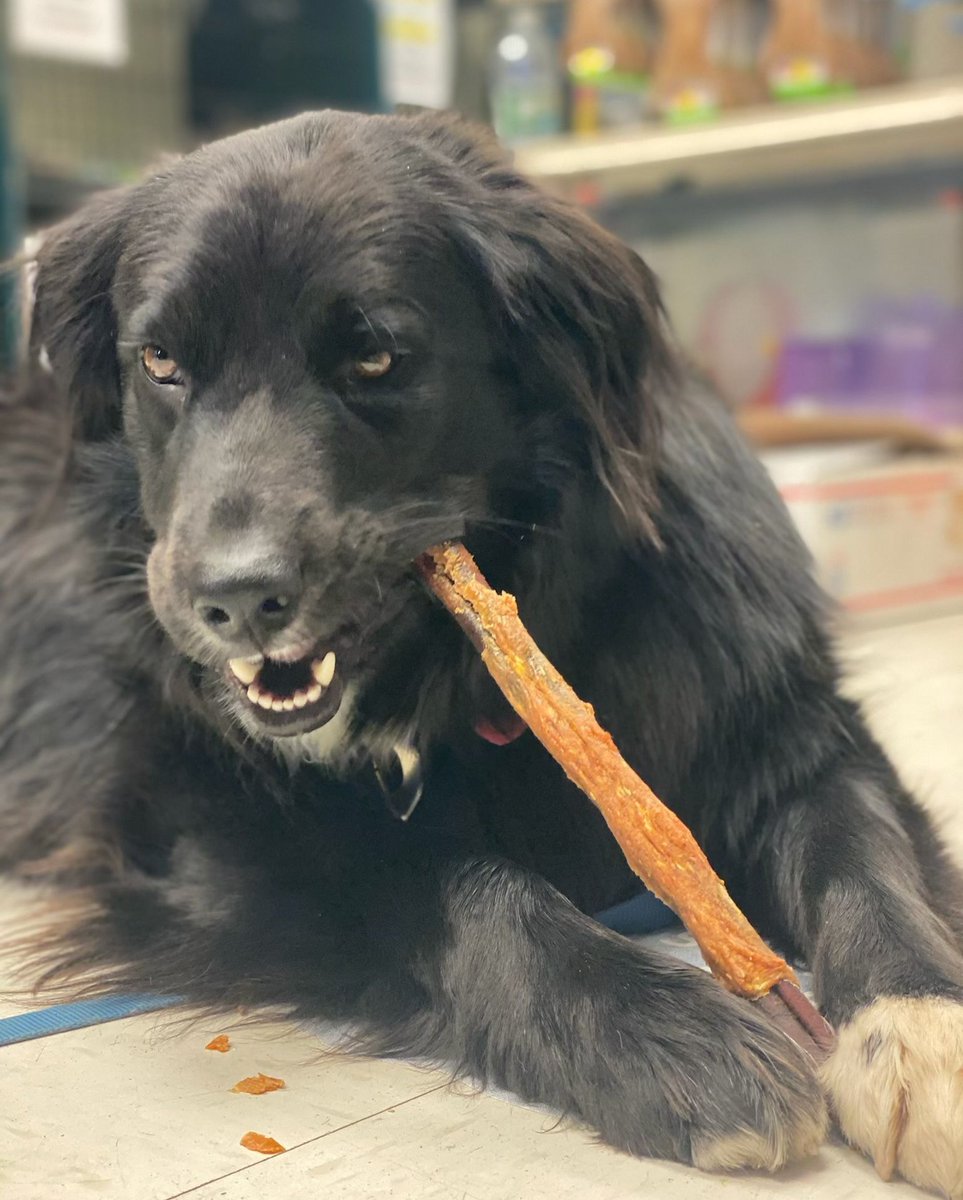 Meeko loves #barkworthies Chicken-Wrappec Collagen Sticks from Hamilton Doghouse! Meeko is a graduate from SCAR in NYC, and loves to come by and visit with their old friends. Have your dogs tried our Chicken-Wrapped Collagen Sticks? Let us know in the comments below! 👇