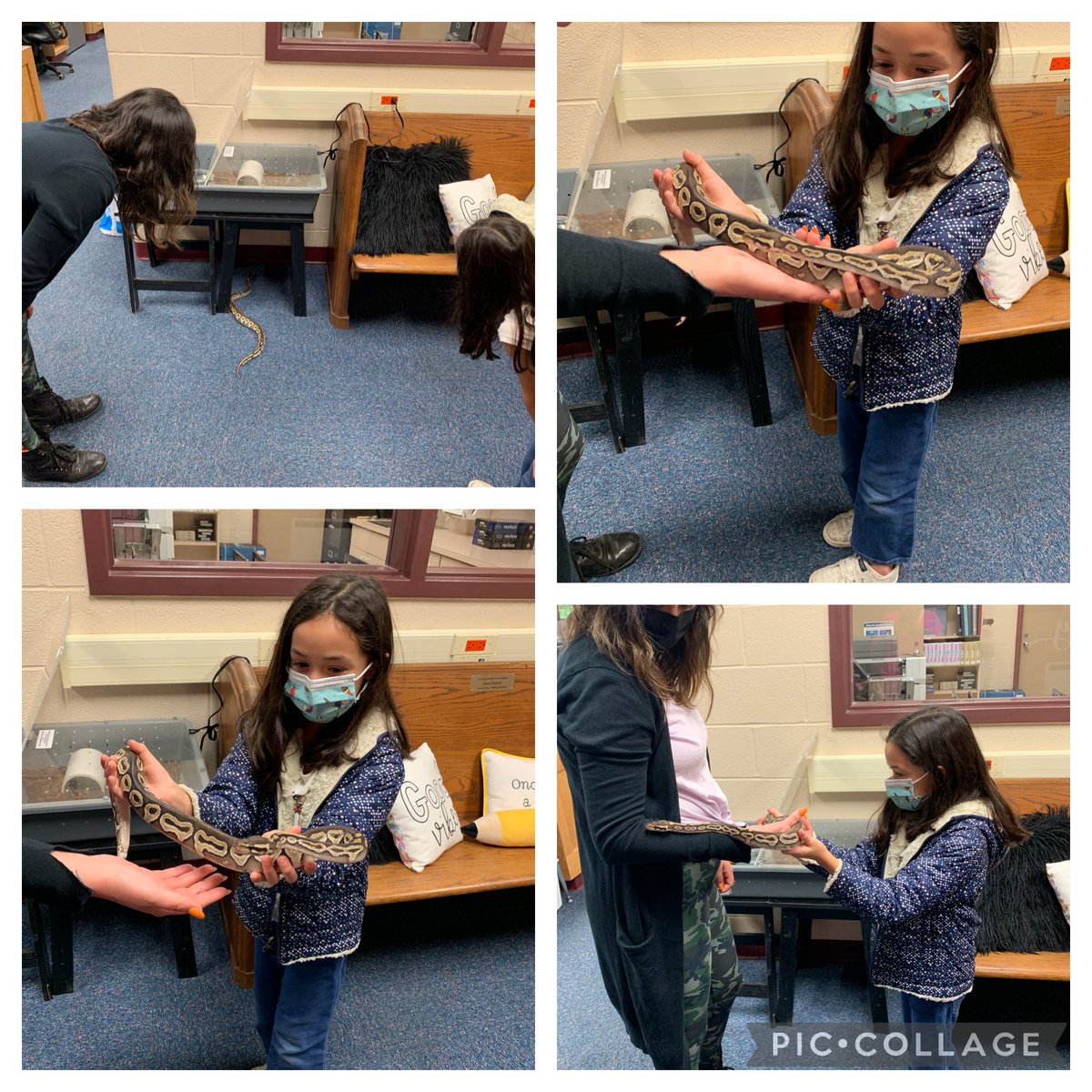 fefegarz's tweet photo. Thanks Mrs. Steinmann for bringing our new little friend on campus.  I loved seeing Tori’s excitement and interaction. Might be time for some snake books. ⁦@HayleySteinmann⁩ ⁦@graciemespinoz4⁩ ⁦@Jkuhlmann4567⁩ ⁦@NISDLeonSprings⁩ https://t.co/rOUZGT13vN