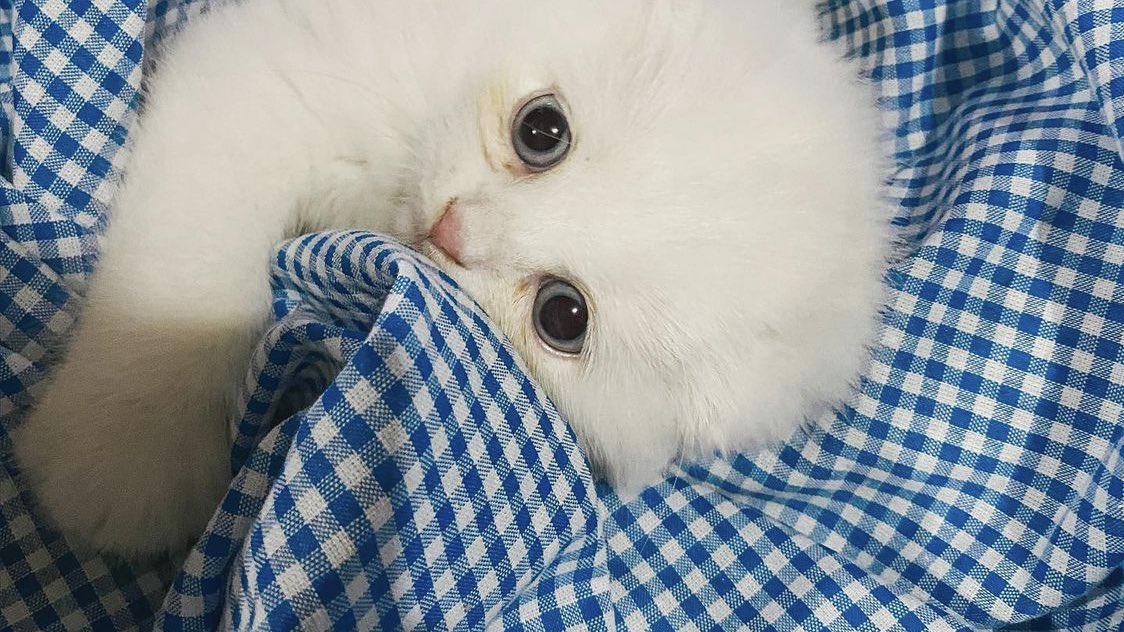 ૮꒰˵• ﻌ •˵꒱ა tweet media