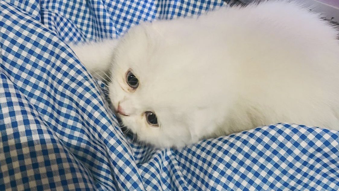 ૮꒰˵• ﻌ •˵꒱ა tweet media