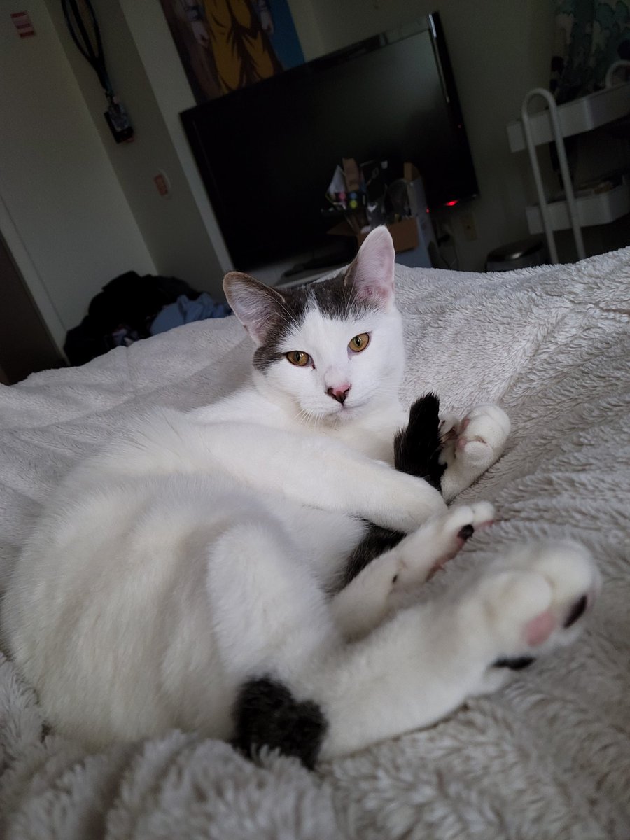 ConnorWillitts's tweet photo. STOP SCROLLING !! ITS JELLY BEAN'S BIRTHDAY SAY HAPPY BIRTHDAY TO HIM 😤👊 https://t.co/NjMgqmwHp3