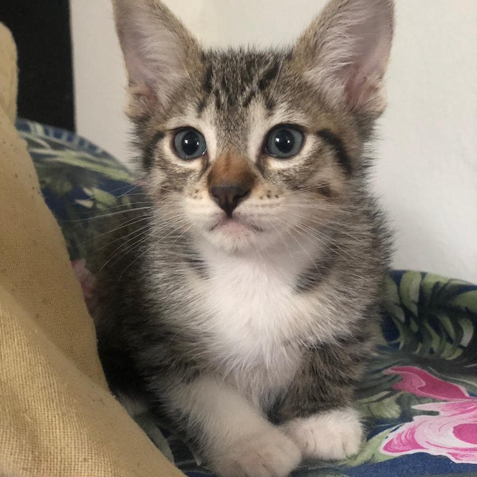 TropillaR's tweet photo. León en adopción ❤🐱 
tiene 2 meses y es muy mimoso y juguetón con otros gatos ! 
Para adoptarlo llena este formulario a su nombre https://t.co/lkoy5lCOrU 🐾🐱 https://t.co/YicHHpuX8W